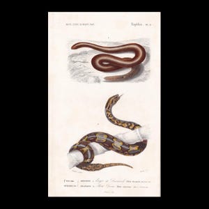 May include: A vintage scientific illustration featuring two snakes. The top snake is a solid brown, coiled on the ground. The bottom snake is patterned with dark brown, yellow, and black markings, wrapped around a branch. Text includes Dict. Univ. d'Hist. Nat. Reptiles Pl. 9, Eryx de Duméril, and Boa Devie.