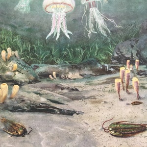 1960 TRILOBITES & JELLYFISH Print - Prehistoric Animals Print - Paleoart - Paleontology Print - Dinosaur Print - 13.5 x 9.75 Inches