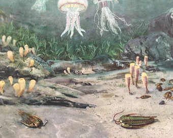 1960 TRILOBITES & JELLYFISH Print - Prehistoric Animals Print - Paleoart - Paleontology Print - Dinosaur Print - 13.5 x 9.75 Inches