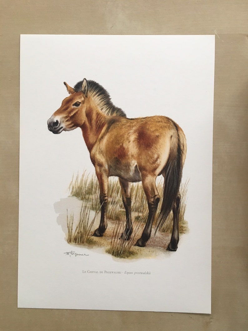 1960 PRZEWALSKI'S HORSE Print Vintage Zoology Print - Etsy