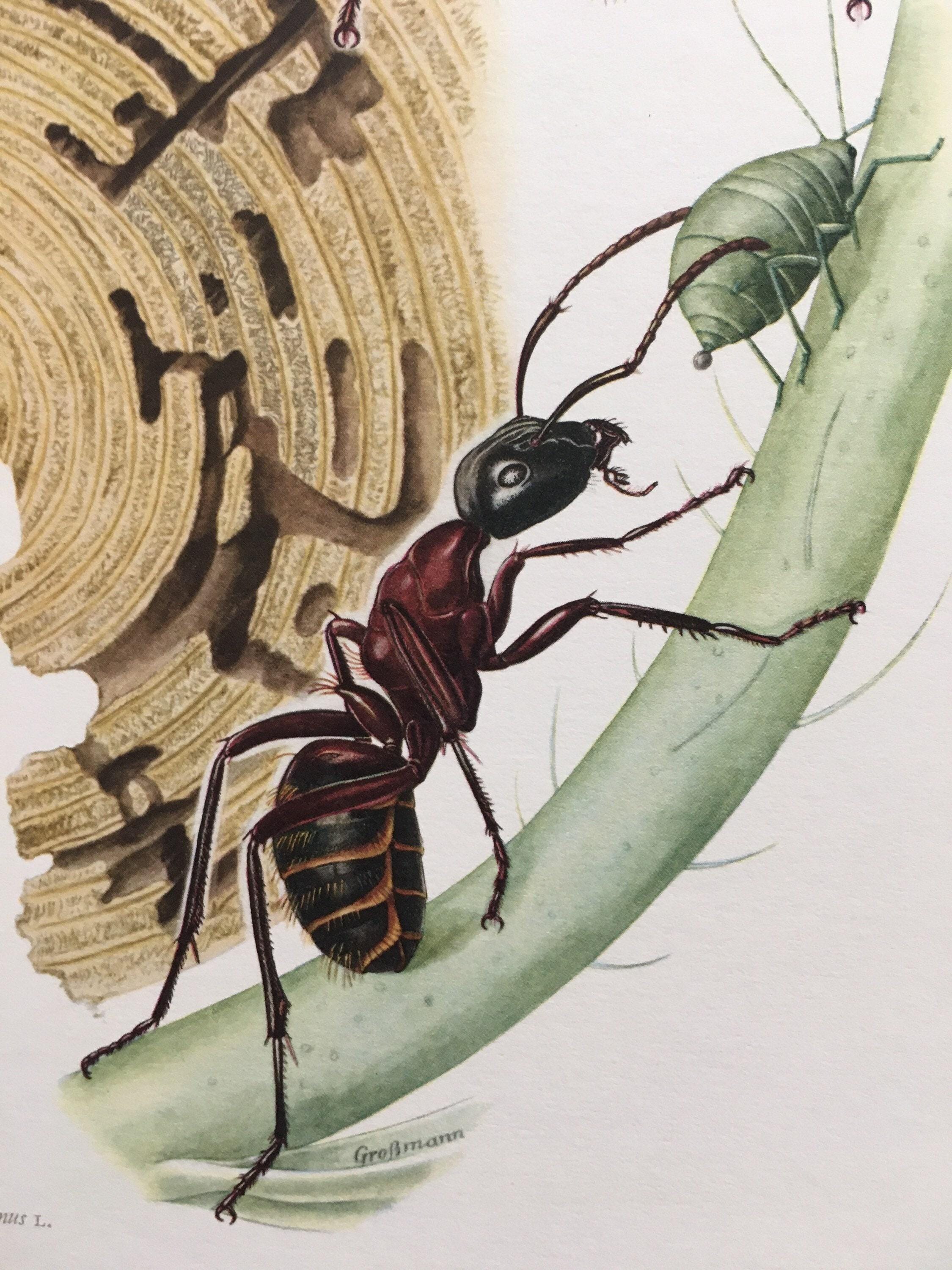 1960 HERCULES ANT Print - Original Vintage Insect Print - Bugs ...