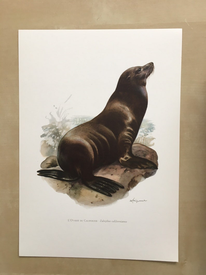 1960 CALIFORNIA SEA LION Print Vintage Zoology Print - Etsy