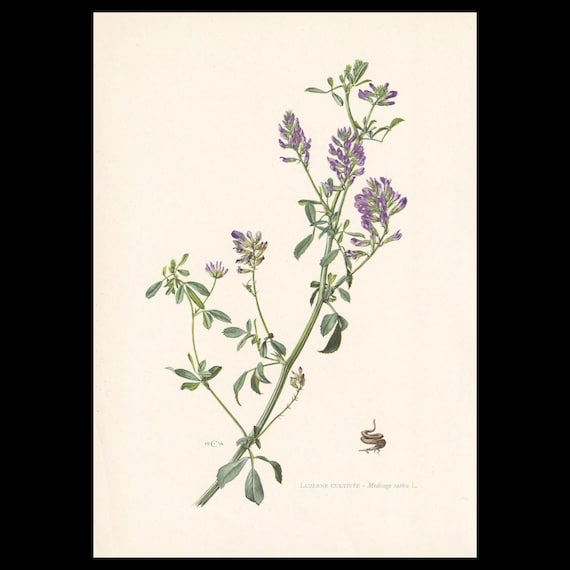 1960 ALFALFA (LUCERNE) Print - Botanical Print - Flower Print - Flower Wall  Art - Vintage Plant Print - 7.5 X 10.6 Inches - Etsy