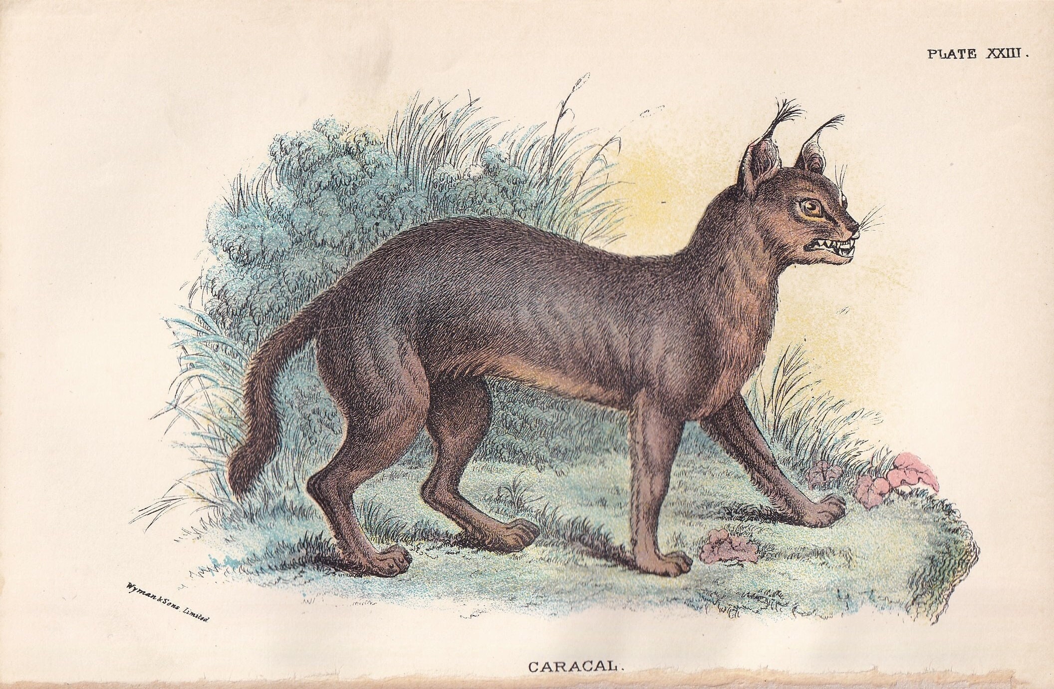 Captive 9-Week-Old Caracal Cub Walking Over Rocks in Spain
