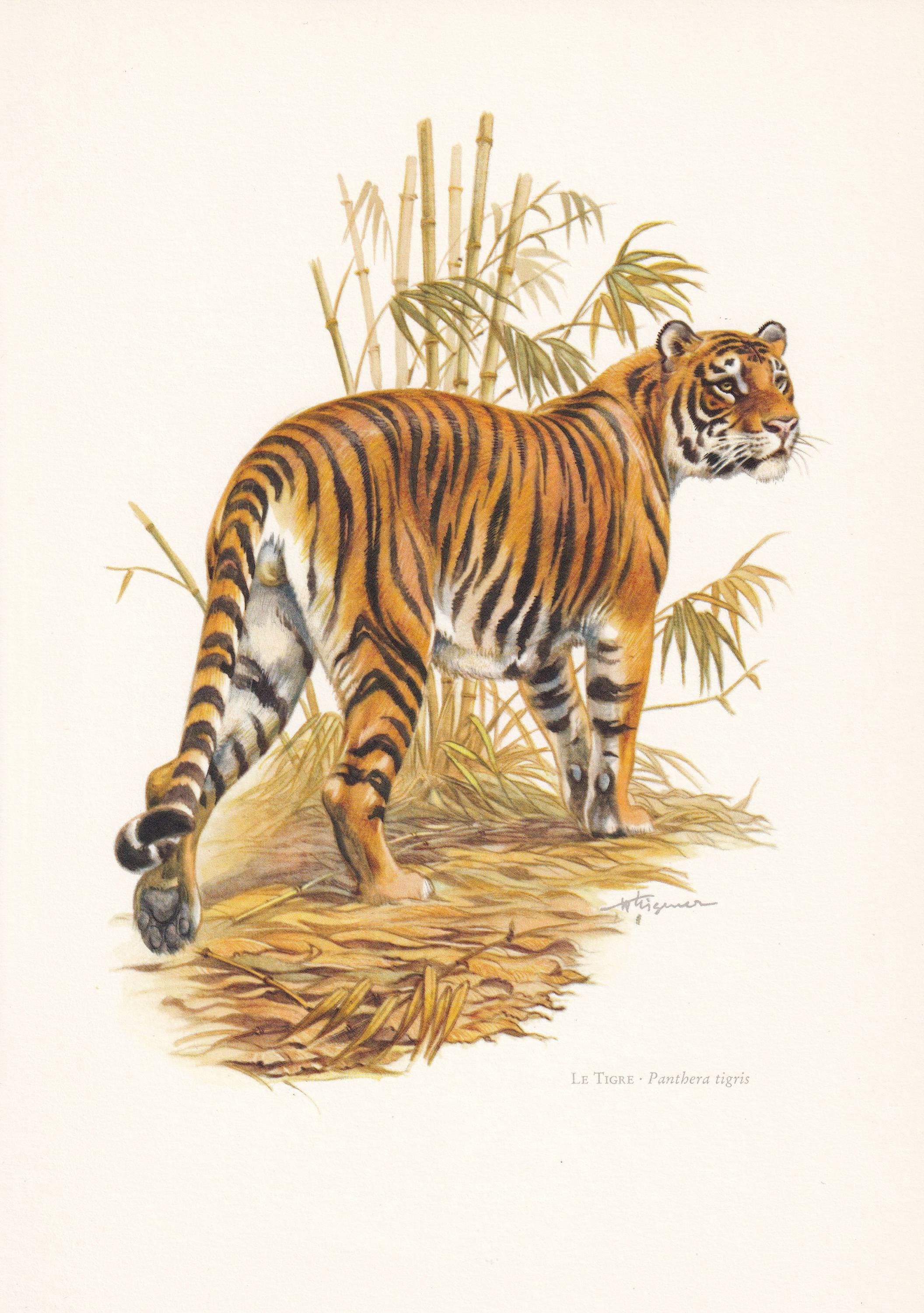 1960 TIGER Print - Vintage Animal Print - Mammal Illustration