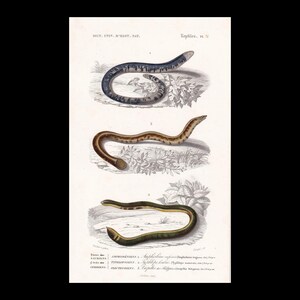 1861 Hand-Coloured Spotted Worm & Blind Snake - Antique Print - Orbigny - Snake Wall Art -  5.75 x 9.75 Inches