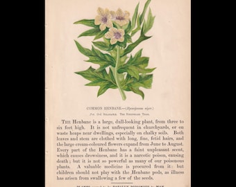1860 BLACK HENBANE Print - Poisonous Plants Lithograph - Garden Wall Art - 7 x 10 Inches