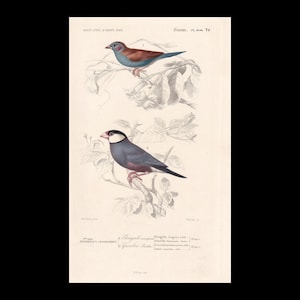 Stampa antica del 1861 raffigurante un passero di Cordonbleu e di Giava, colorata a mano - Orbigny - Decorazione murale con uccelli - Animale 5,75 x 9,75 pollici