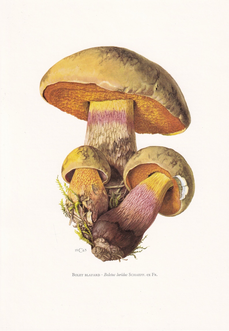 1960 LURID BOLETE MUSHROOM Print Mushroom Wall Art Cottagecore Suillellus luridus Mushroom Decor 7.5 x 10.6 Inches image 1