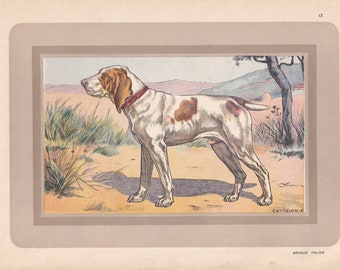 1931 BRACCO ITALIANO Print - Original Antique Hunting Dog Print - Animal Wall Art - Dog Wall Art - 92 Yrs Old - 11 x 7.75 Inches