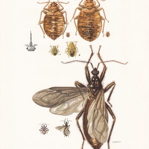 1960 ASSASSIN BUG & Bed Bug Print - Vintage Insect Print - Insect Wall Art - Vintage Entomology Print - 7.5 x 10.6 Inches