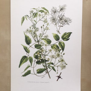 Stampa CLEMATIS VITALBA del 1960 Stampa botanica Illustrazione botanica Arte della parete vegetale Stampa vegetale vintage 7,5 x 10,6 pollici immagine 2