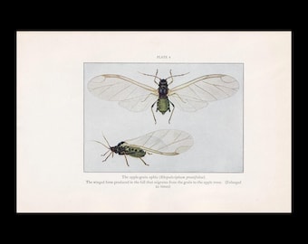 1934 APHID Print - Vintage Print - Insect Wall Art - Insect Decor - Insect Gift Idea - 9.15 x 6 Inches