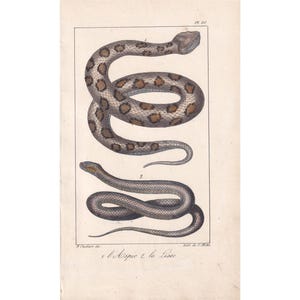 1834 ASP & SMOOTH SNAKE Print - Hand-Coloured Antique Print - Lacepede - Snake Wall Art - Animal Nature Gift Decor - 5.8 x 8.9 Inches