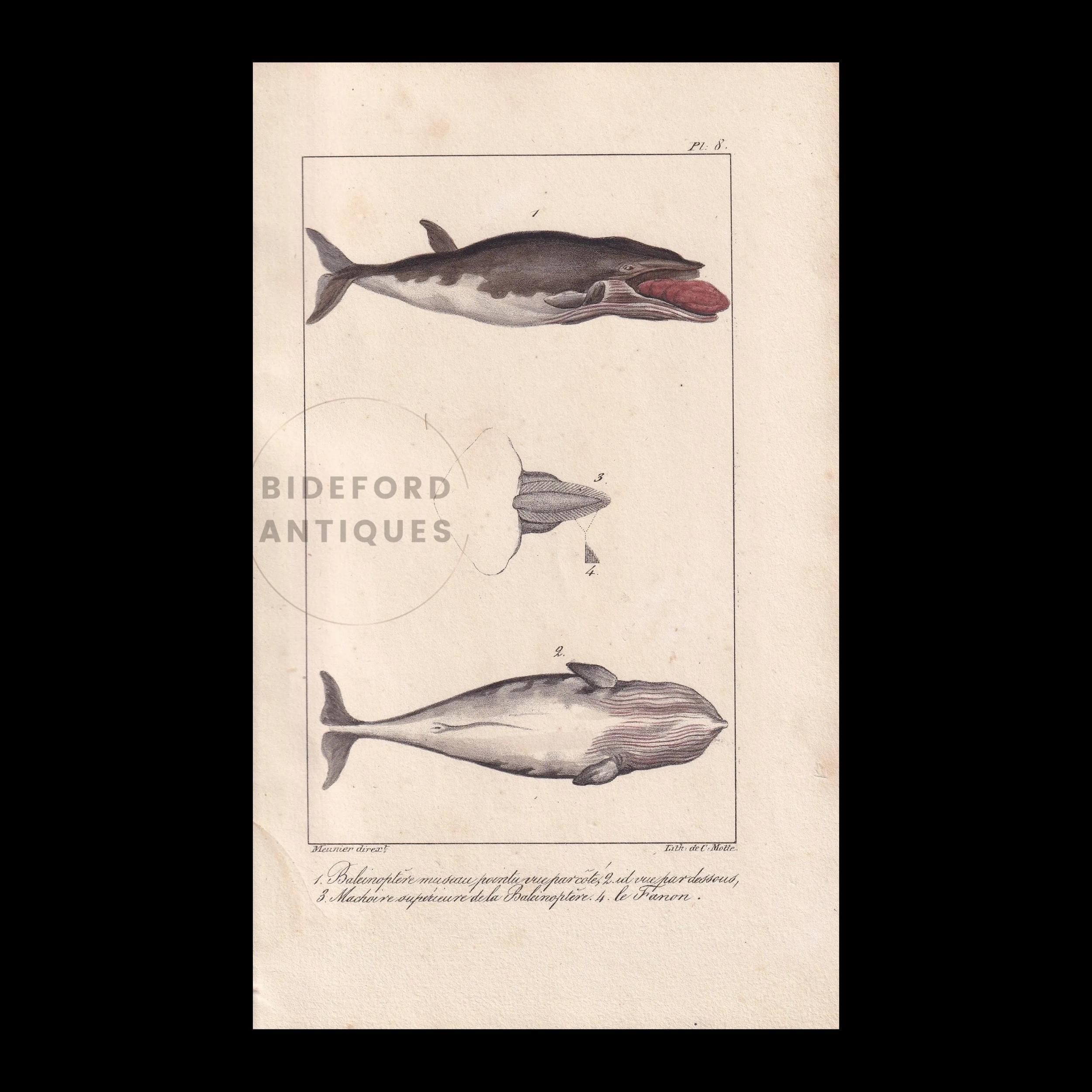 1834年 手彩色ミンククジラ版画 - ヒゲクジラ - アンティーク版画