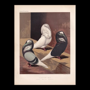 May include: A vintage print titled Cassell's Pigeon Book featuring three Jacobin pigeons in blue, white, and black plumage. The birds are depicted standing on a wooden ledge against a dark background. The text reads Jacobins, Blue, White, Black.