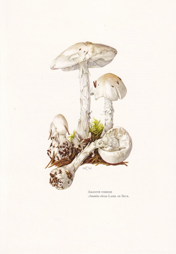 大人気！まとめ一覧 1960s DESTROYING ANGEL MUSHROOM Print - Mushroom Wall Art 絵画