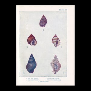 Könnte beinhalten: Eine wissenschaftliche Illustration im Vintage-Stil mit dem Titel Plate IX, die fünf verschiedene Muscheln zeigt, beschriftet mit Nummern und Namen: 1. The Dog Whelk, 2. The Periwinkle, 3. The Sting Winkle, 4. The Dog Periwinkle und 5. The Purpura, auf hellem Grund.