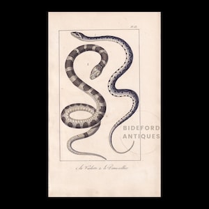 1834 Hand-Coloured SNAKE Print - Antique Print - Lacepede - Snake Wall Art - Animal Gift Decor - 5.8 x 8.9 Inches