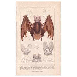 1834 FALSE VAMPIRE BAT Print - Hand-Coloured Antique Print - Cuvier - Bat Wall Art - Animal Gift Decor - 5.3 x 8.2 Inches