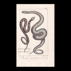 May include: Vintage print showing two detailed snake illustrations. One snake is brown with dark spots, the other is grey with a textured pattern. The print includes the text "BIDEFORD ANTIQUES" and French text at the bottom.