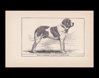 Könnte beinhalten: Eine schwarz-weiße Tuschezeichnung eines stehenden Bernhardiners im Profil. Der Text unter dem Hund lautet: SMOOTH ST. BERNARD CH. GUIDE J.F. SMITH OWNER. Die Zeichnung ist von einem rechteckigen Rahmen auf hellem Grund umgeben.