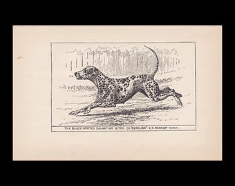 1900 DALMATIAN DOG Print - Original Antique Dog Print - Dog Wall Art - Dog Lover - Dog Gift - 8.6 x 5.6 Inches
