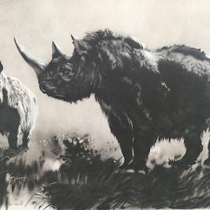 1960 WOOLLY RHINOCEROS Print - Prehistoric Animals Print - Paleoart - Woolly Mammoth - 63 Years Old - 13.5 x 9.75 Inches