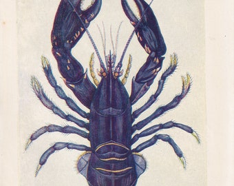 1907 BLUE LOBSTER Print - Original Antique Marine Print - Lobster Wall Art - Sea Life Print - 116 Years Old - 6.15 x 4.25 Inches
