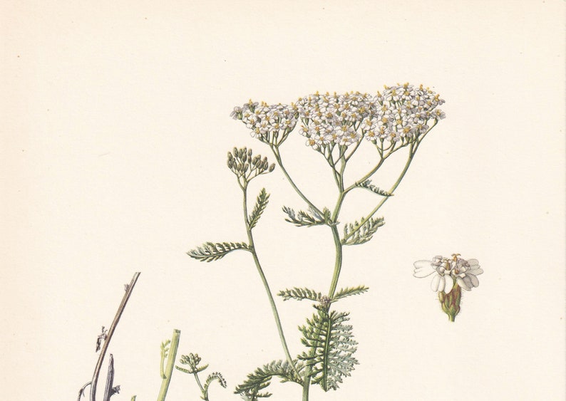 1960 YARROW Print - Botanical Print - Flower Painting - Flower Wall Art ...