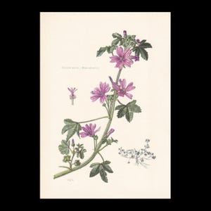 May include: A botanical illustration of a Malva sylvestris plant featuring purple flowers, green leaves, and a stem on a cream background. The text "GRANDE MAUVE - Malva silvestris L." is printed on the left side, with a small detailed sketch of a flower.