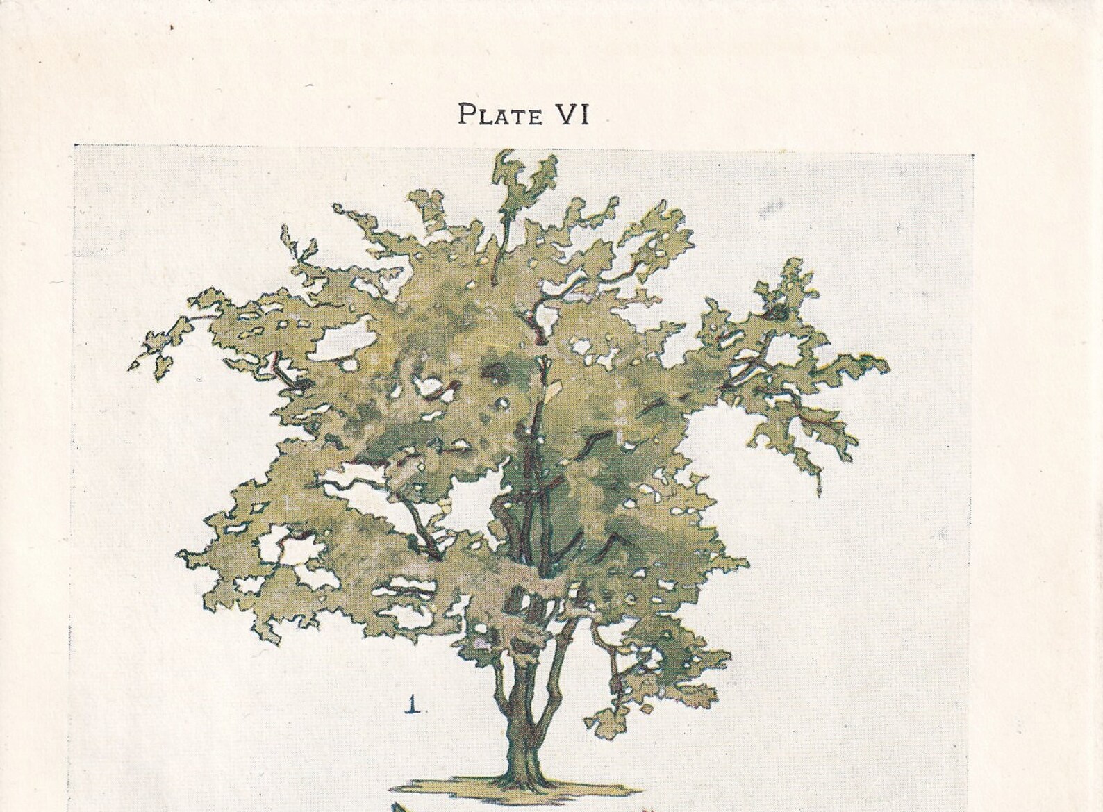 1910 HAZEL TREE Print - Original Antique Tree Print - Tree Wall Art ...