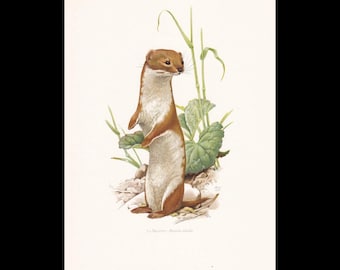 Vintage Animal Print, Mammal Chart French Biology Poster