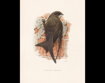 1960 COMMON SWIFT Bird Print - Vintage Bird Print - Bird Illustration - Bird Wall Art - Bird Decor - 7.5 x 10.6 Inches
