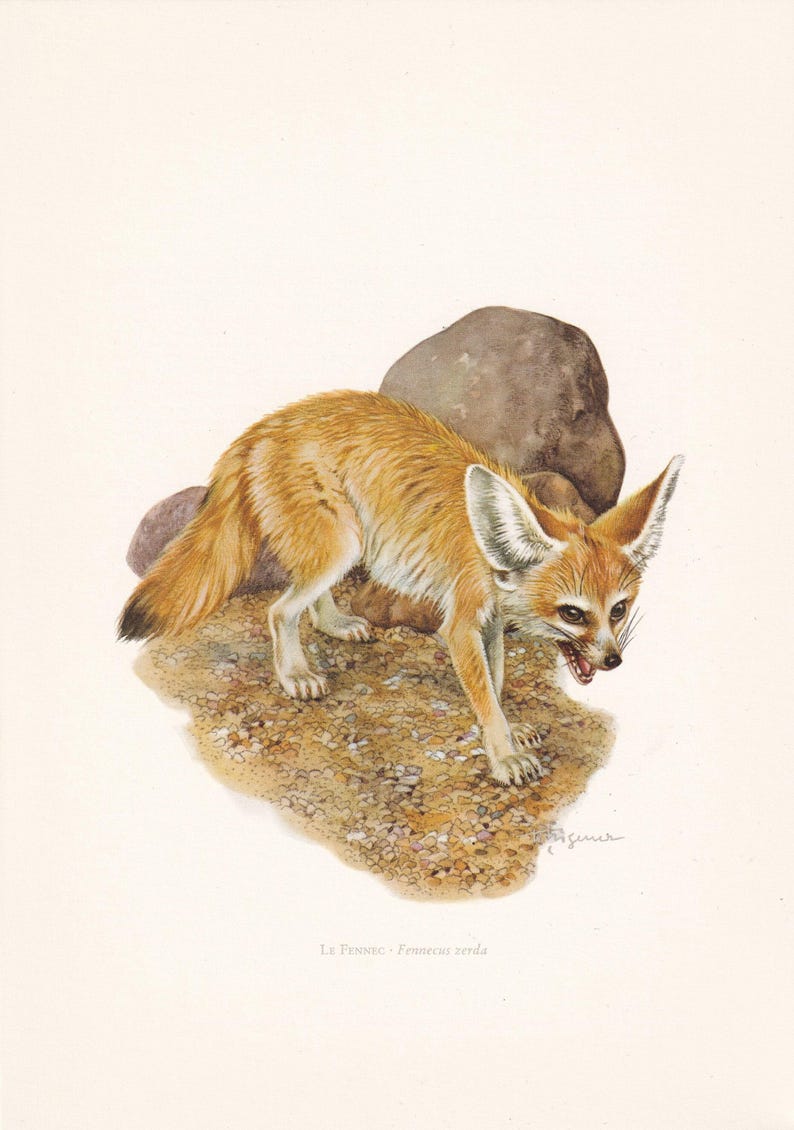 1960 FENNEC FOX-afdruk - vintage dierenprint - zoogdierillustratie - muurkunst - 7,5 x 10,6 inch afbeelding 3