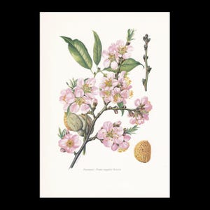 1960 ALMOND TREE Print - Botanical Print -  Tree Wall Art - Vintage Tree Print  - 7.5 x 10.6 Inches