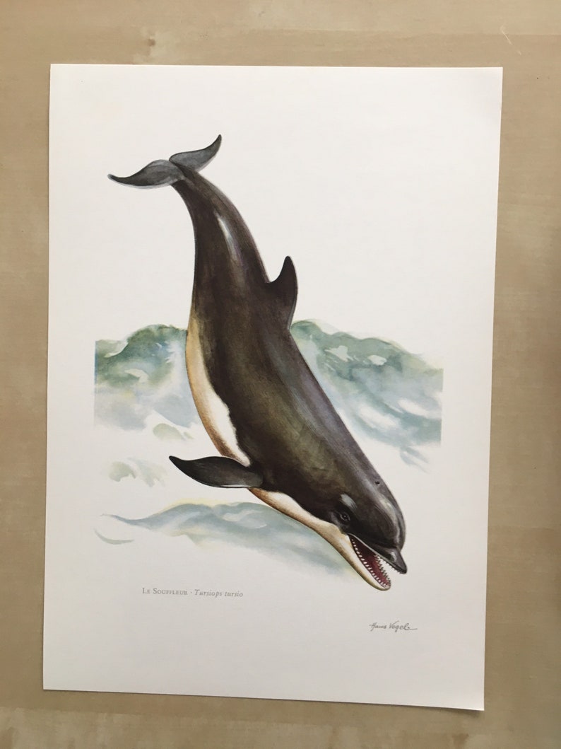 1960 BOTTLENOSE DOLPHIN Print Vintage Zoology Print - Etsy