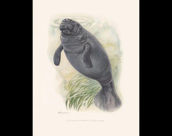 1960 WEST INDIAN MANATEE Print - Vintage Animal Print - Mammal Illustration - Wall Art -  7.5 x 10.6 Inches