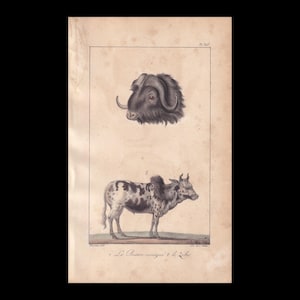 1832 Hand-Coloured MUSK OX & ZEBU Print - Antique Animal Wall Art - from Buffon - 5.25 x 8.5 Inches