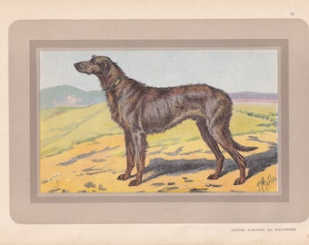1931 IRISH WOLFHOUND Print - Original Antique Hunting Dog Print - Dog Wall Art - 92 Years Old - 11 x 7.75 Inches