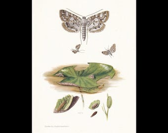 Puede incluir: Una ilustración científica que muestra una polilla grande con alas estampadas en marrón y blanco, dos polillas más pequeñas en vuelo, un nenúfar verde con larvas y pupas. El texto en la parte inferior dice Pyralidae (II), Nymphula nymphaeata L.