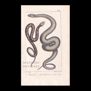 1834 Hand-Coloured RETICULATED PYTHON SNAKE Print - Antique Print - Lacepede - Snake Wall Art - Animal Gift Decor - 5.8 x 8.9 Inches