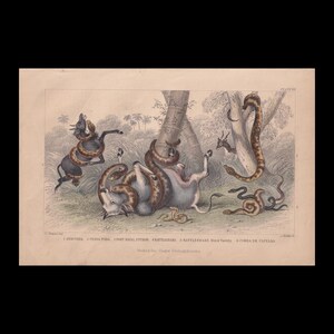 Stampa di serpenti ANACONDA, PITONE e SERPENTE A SONAGLI del 1859, colorata a mano - Decorazione murale con serpenti - Decorazione antica con serpenti - 9,5 x 6,5 pollici