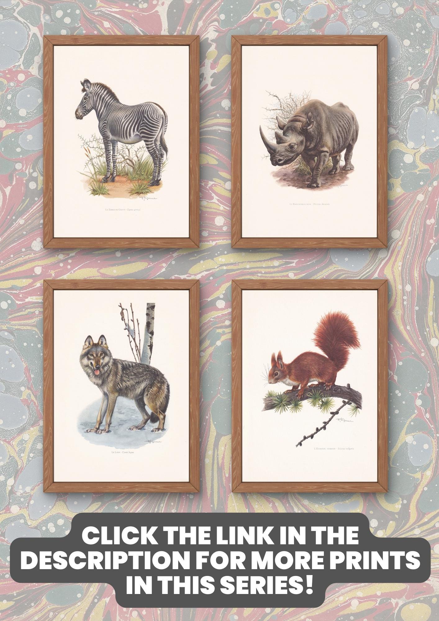 洋書 CLASSIC NATURAL HISTORY PRINTS MAMMALS Vintage Classic Natural History Prints Art Book – Maven