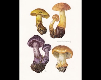 Könnte beinhalten: Eine botanische Illustration mit vier Pilzen in Erdtönen. Zwei sind gelb-braun, einer ist tiefviolett und einer ist gold-orange. Der Text "CORTINAIRES - Cortinarius sp." ist nahe der Mitte auf dem weißen Hintergrund aufgedruckt.