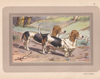 Zeldzaam! 1931 BASSET ARTESIEN NORMAND Print - Originele antieke jachthondprint - Hondmuurkunst - 92 jaar oud - 11 x 7,75 inch