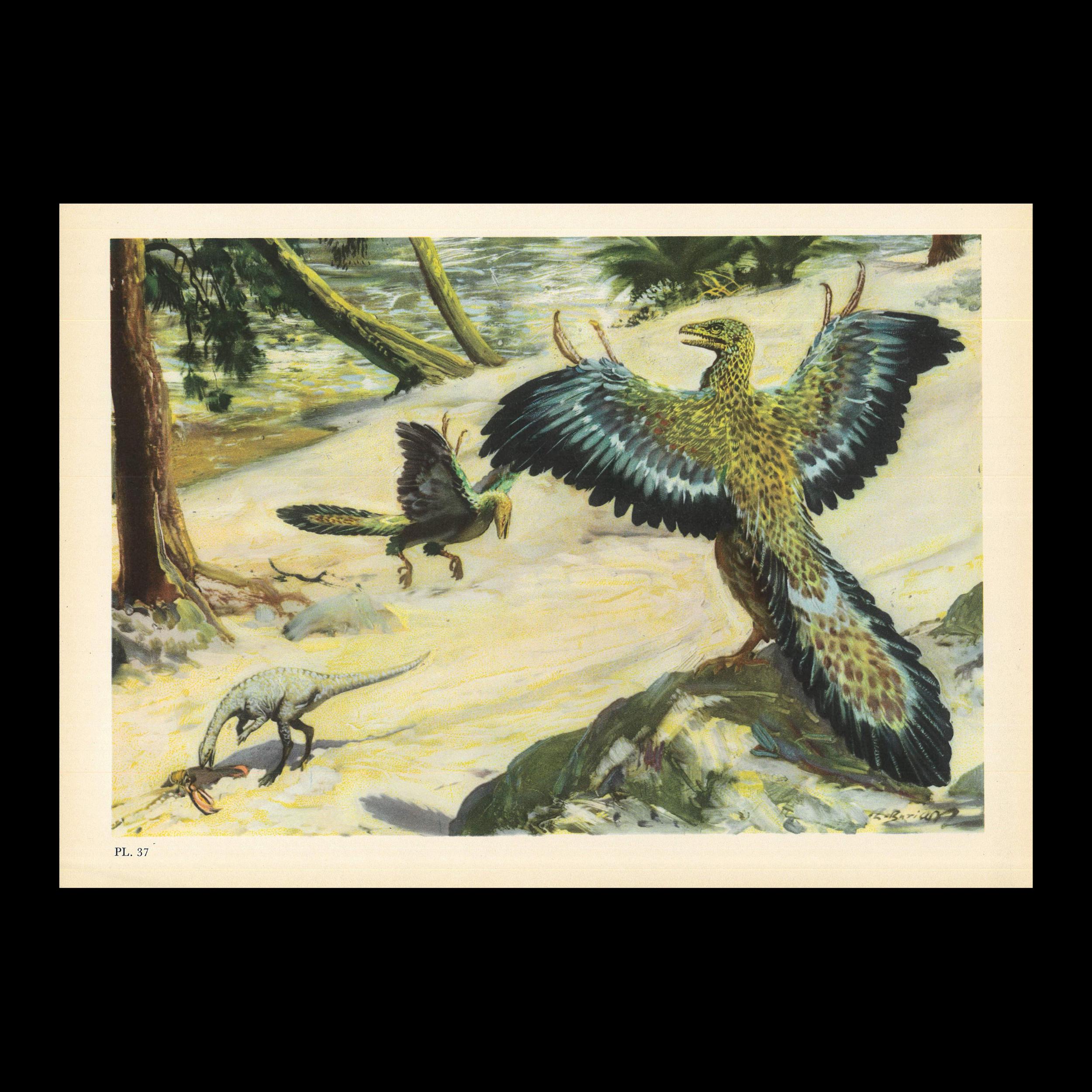 1960 ARCHAEOPTERYX DINOSAUR Print - Prehistoric Animals Print