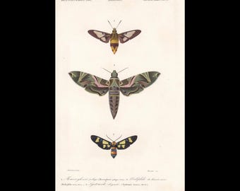 キョウチクトウスズメガ（Daphnis nerii）は、本物の蛾、昆虫学