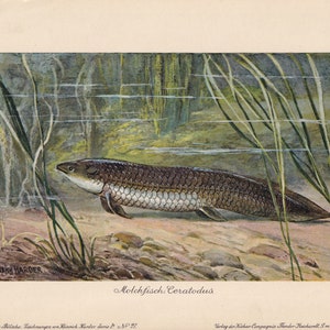 K&ouml;nnte beinhalten: Eine detaillierte Illustration eines Ceratodus, einer Lungenfischart, die in einer S&uuml;&szlig;wasserumgebung schwimmt. Der Fisch ist in einer nat&uuml;rlichen Umgebung mit Wasserpflanzen und einem sandigen Boden dargestellt. Die Illustration tr&auml;gt den Titel "Molchfisch Ceratodus" und ist Heinrich Harder zugeschrieben.