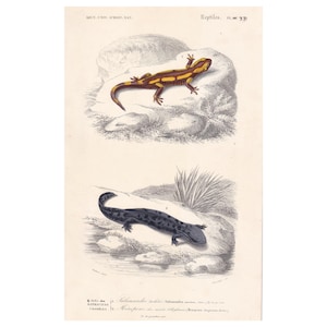 1861 FEUERSALAMANDER & HELLBENDER - Handkolorierter Antiker Druck - Orbigny - Eidechse Wandkunst - Geschenk Dekoration - 15 x 24 cm